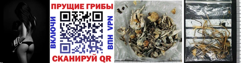 Псилоцибиновые грибы Cubensis  где продают   Верхотурье 